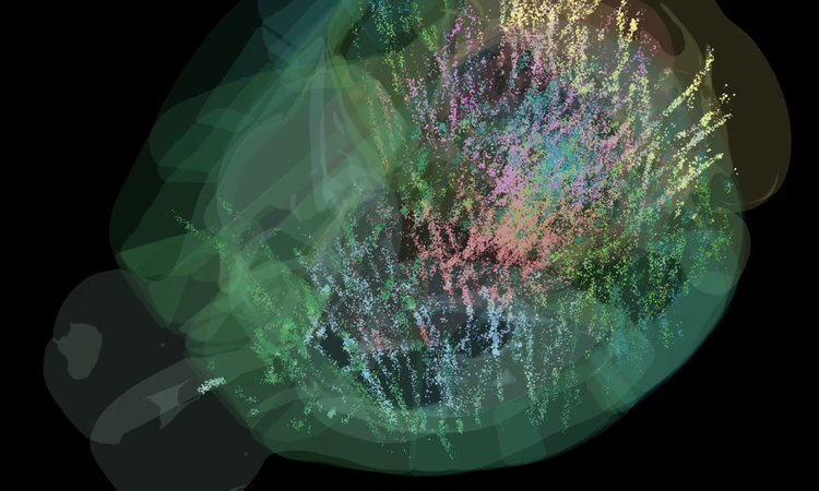 Bản đồ não này được xây dựng từ dữ liệu của 139 con chuột, ghi nhận hơn 600.000 tế bào thần kinh ở 279 vùng não, chiếm khoảng 95% toàn bộ não chuột. Ảnh: Lifeboat Foundation.