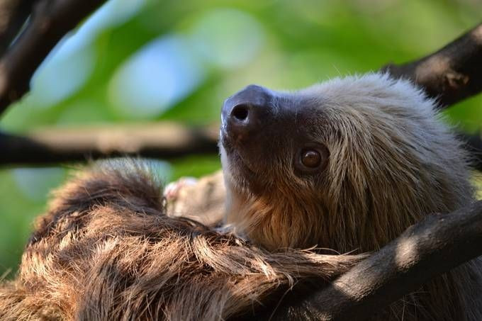 Di chuyển giỏi dưới nước. Dù chậm trên cạn, lười lại bơi tốt và có thể nín thở tới 40 phút. Ảnh: Pinterest.