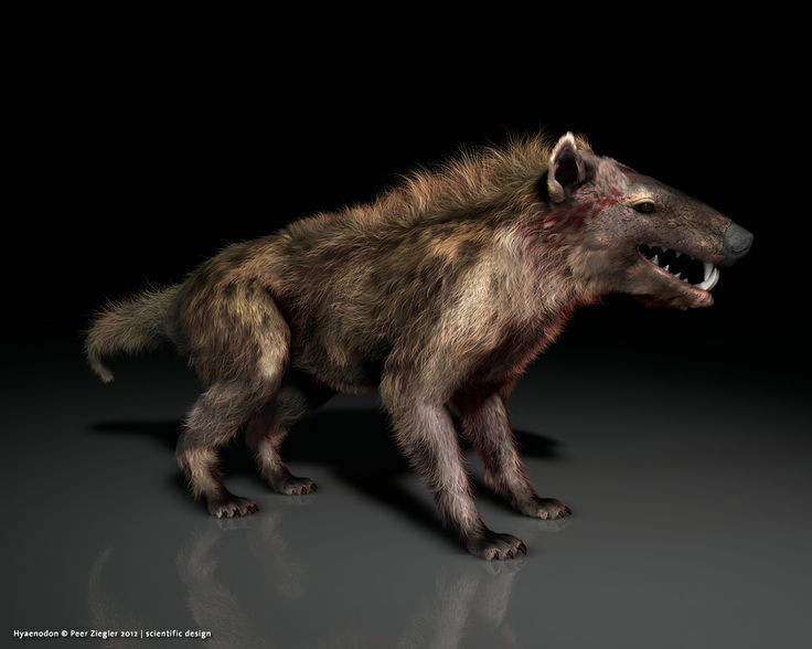 2. Là loài ăn thịt đầu bảng trong suốt 25 triệu năm. Hyaenodon thống trị chuỗi thức ăn từ khoảng 42 đến 15 triệu năm trước, chủ yếu săn các động vật móng guốc nguyên thủy và linh trưởng sơ khai. Ảnh: Pinterest.