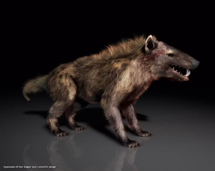 2. Là loài ăn thịt đầu bảng trong suốt 25 triệu năm. Hyaenodon thống trị chuỗi thức ăn từ khoảng 42 đến 15 triệu năm trước, chủ yếu săn các động vật móng guốc nguyên thủy và linh trưởng sơ khai. Ảnh: Pinterest.