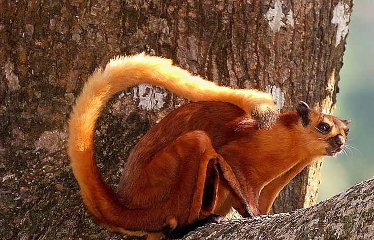 4. Là loài sống về đêm. Sóc bay trâu hoạt động chủ yếu vào ban đêm, sử dụng đôi mắt to để quan sát trong điều kiện ánh sáng yếu. Ảnh: Pinterest.