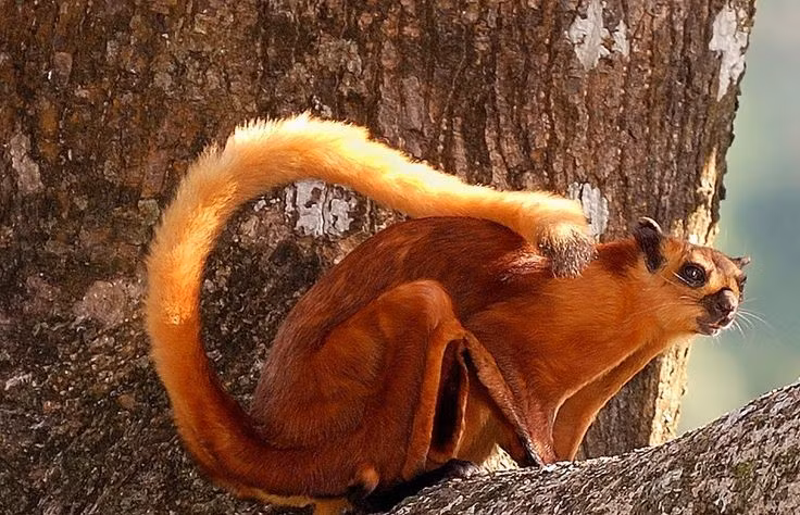 4. Là loài sống về đêm. Sóc bay trâu hoạt động chủ yếu vào ban đêm, sử dụng đôi mắt to để quan sát trong điều kiện ánh sáng yếu. Ảnh: Pinterest.