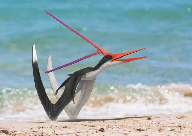 Sống gần biển cổ đại. Nhiều hóa thạch được tìm thấy ở vùng biển nội địa Bắc Mỹ cổ. Ảnh: Pinterest.