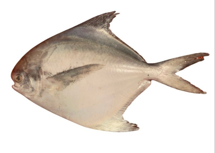 Phân bố rộng ở Ấn Độ Dương và Tây Thái Bình Dương. Loài cá này xuất hiện nhiều ở vùng biển từ Trung Đông đến Đông Nam Á, đặc biệt phổ biến tại Việt Nam. Ảnh: indiabiodiversity.org.