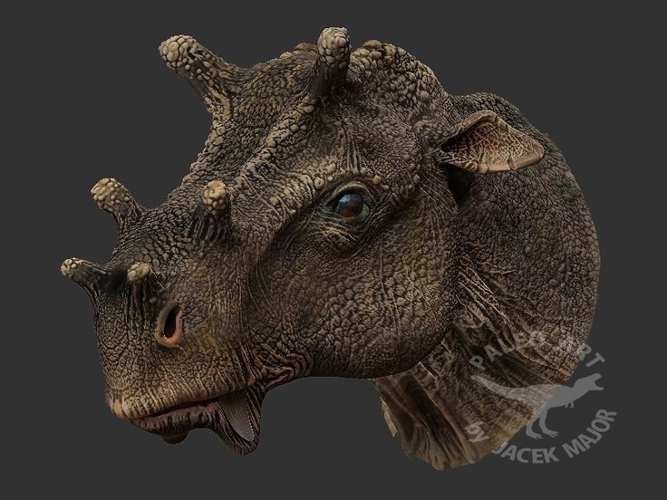 4. Hộp sọ có nhiều u xương. Trên đầu Uintatherium có sáu khối u xương lớn, khiến diện mạo của chúng trở nên khác thường và dễ nhận biết. Ảnh: Pinterest.