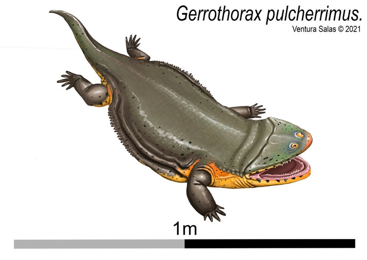 Cấu trúc xương của chúng rất đặc biệt. Bộ xương phẳng, chi ngắn và đầu nặng khiến chúng hầu như không thể di chuyển nhanh trên cạn. Ảnh: twimg.com.