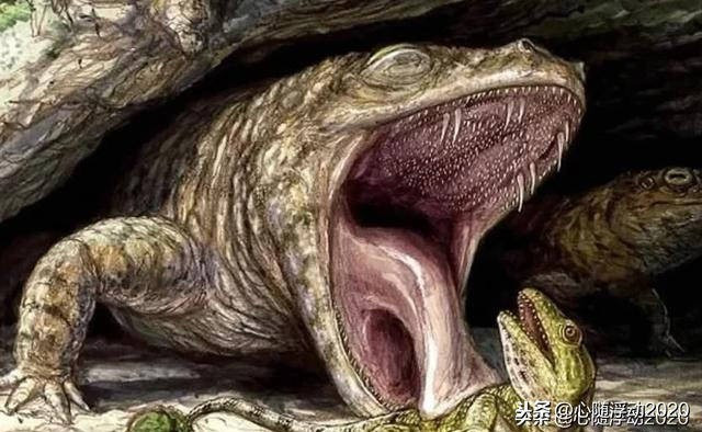 Là loài ăn thịt. Cacops không phải động vật ăn cỏ, mà là loài săn mồi tích cực, đóng vai trò quan trọng trong chuỗi thức ăn của hệ sinh thái Permi. Ảnh: itc.cn.