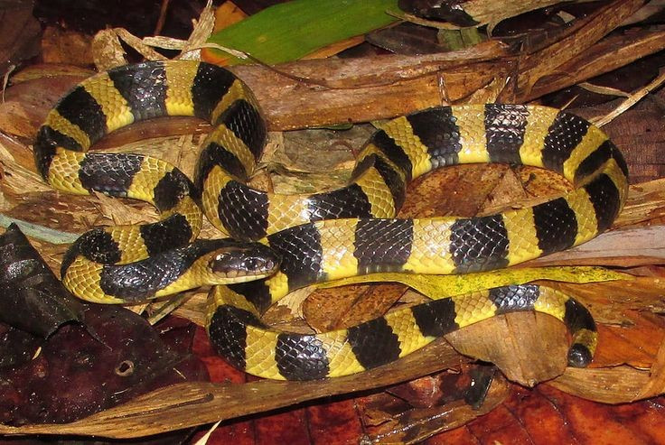 6. Không chủ động tấn công con người. Mặc dù rất độc, nhưng rắn cạp nong có bản tính nhút nhát, thường tránh xa con người và chỉ cắn khi bị dẫm phải hoặc bị khiêu khích. Ảnh: Pinterest.