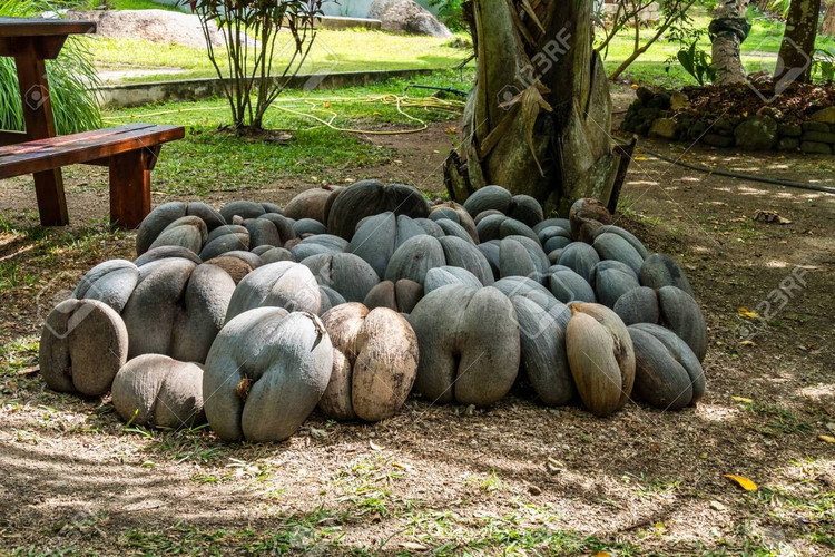 Quả dừa biển từng là vật phẩm có giá trị rất cao. Trong thời cổ đại, quả dừa biển từng được coi là báu vật hoàng gia vì độ hiếm và sự độc đáo. Ảnh: 123rf.com