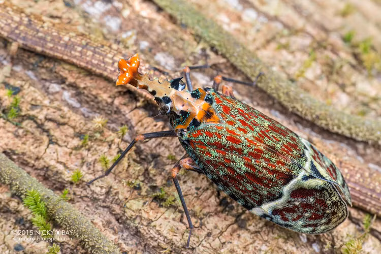 Được xem là “bùa hộ mệnh” dân gian. Ở một số vùng, người dân tin hình dạng “phi thường” của chúng mang lại may mắn và có khả năng trừ tà. Ảnh: tumblr.com.