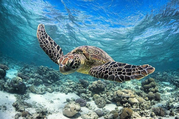 Loài rùa mang tính biểu tượng toàn cầu. Đồi mồi dứa không chỉ được bảo tồn nghiêm ngặt mà còn xuất hiện trong nhiều nền văn hóa như biểu tượng của sự trường thọ và sức sống đại dương. Ảnh: Pinterest.