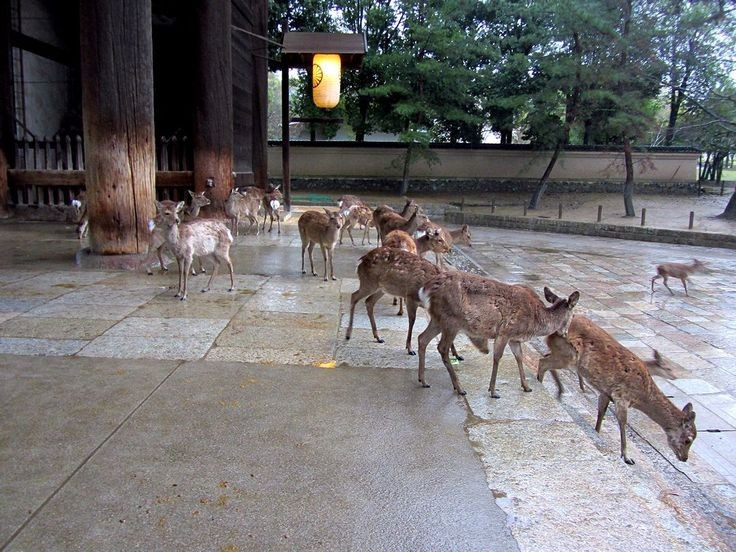 6. Là biểu tượng linh thiêng trong văn hóa Nhật Bản. Ở thành phố Nara, Nhật Bản, hươu sao được coi là sứ giả của các vị thần Shinto và được bảo vệ nghiêm ngặt, nhiều cá thể sống tự do và dạn dĩ giữa lòng đô thị. Ảnh: Pinterest.