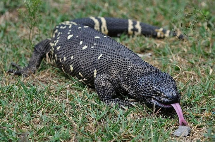 Thức ăn chủ yếu là trứng. Chúng đặc biệt thích trứng chim và trứng bò sát. Ảnh: Pinterest.