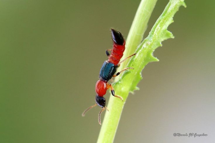 6. Có vai trò sinh thái tích cực trong tự nhiên. Dù gây hại cho con người, kiến ba khoang lại là thiên địch hiệu quả của sâu bọ nông nghiệp như rầy, rệp, giúp cân bằng sinh thái trên đồng ruộng. Ảnh: Pinterest.