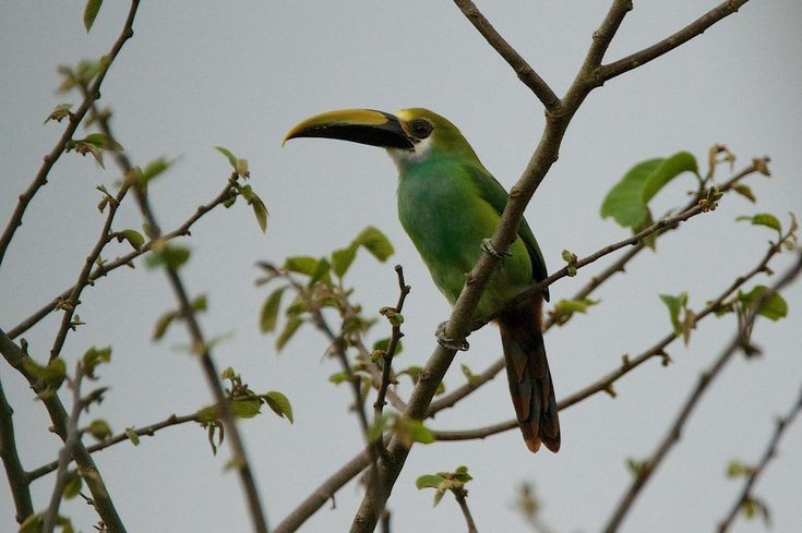 Phân bố rộng khắp Trung Mỹ và Nam Mexico. Loài chim này sinh sống từ Mexico đến Panama, chủ yếu ở rừng mưa, rừng mây và sườn núi ẩm, nơi có độ cao trung bình đến cao. Ảnh: Pinterest.