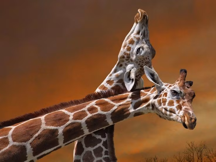 Dùng cổ để chiến đấu. Con đực thường vung cổ va chạm vào nhau trong các trận giao đấu để giành quyền giao phối. Ảnh: Pinterest.