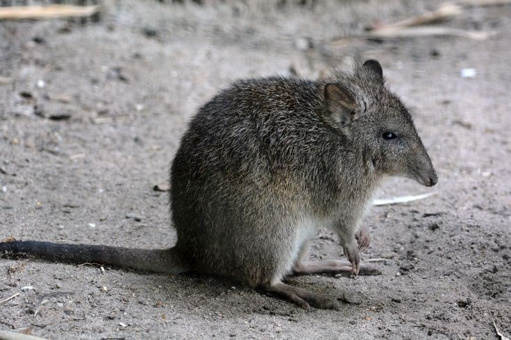 Nhiều loài potoroo đang bị đe dọa nghiêm trọng. Sự suy giảm môi trường sống, cháy rừng và thú ăn thịt ngoại lai như cáo, mèo hoang khiến một số loài potoroo đứng trước nguy cơ tuyệt chủng. Ảnh: Pinterest.