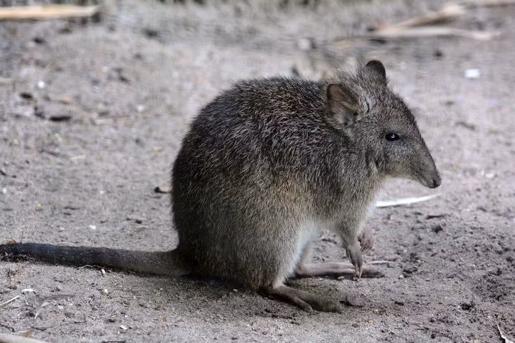 Nhiều loài potoroo đang bị đe dọa nghiêm trọng. Sự suy giảm môi trường sống, cháy rừng và thú ăn thịt ngoại lai như cáo, mèo hoang khiến một số loài potoroo đứng trước nguy cơ tuyệt chủng. Ảnh: Pinterest.