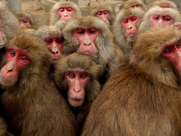 Biểu cảm khuôn mặt đỏ đặc trưng. Da mặt và mông đỏ hồng của khỉ tuyết không chỉ là đặc điểm nhận dạng mà còn liên quan đến sinh lý và tín hiệu xã hội trong đàn. Ảnh: Pinterest.