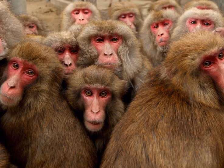 Biểu cảm khuôn mặt đỏ đặc trưng. Da mặt và mông đỏ hồng của khỉ tuyết không chỉ là đặc điểm nhận dạng mà còn liên quan đến sinh lý và tín hiệu xã hội trong đàn. Ảnh: Pinterest.