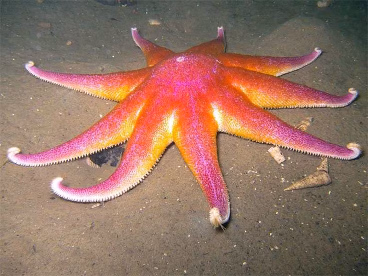 Số lượng “cánh tay” không cố định. Dù phổ biến là 5 cánh, nhiều loài có thể có 10, 20 hoặc thậm chí nhiều hơn, tạo nên hình dạng đa dạng của các loài sao biển. Ảnh: Pinterest.