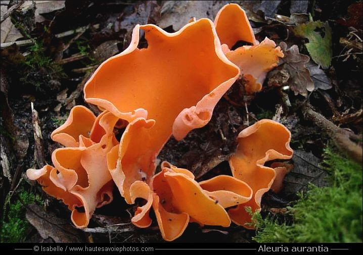 Có thể ăn được nhưng ít được sử dụng. Nấm vỏ cam được xem là có thể ăn được và không độc. Tuy nhiên, vì mùi vị khá nhẹ và kết cấu hơi dai nên nó không phải là loại nấm được ưa chuộng trong ẩm thực. Dù vậy, nó đôi khi được dùng để trang trí món ăn do màu sắc rực rỡ. Dẫu vậy cần thận trọng khi hái loài nấm này vì có thể nhầm lẫn với các loài nấm không ăn được khác. Ảnh: Pinterest.