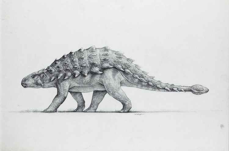 6. Mũi Ankylosaurus có hình ống xoắn phức tạp. Cấu trúc mũi độc đáo có thể giúp làm mát không khí hoặc tăng khả năng nhận diện mùi. Ảnh: Pinterest.