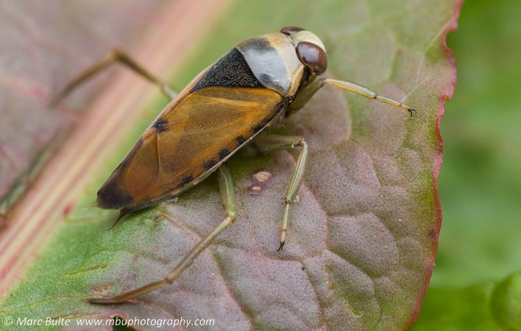 Thở bằng bong bóng khí. Chúng mang theo một lớp không khí bám dưới bụng khi lặn, hoạt động như “bình dưỡng khí” tự nhiên, cho phép ở dưới nước khá lâu mà không cần ngoi lên thường xuyên. Ảnh: observation.org.
