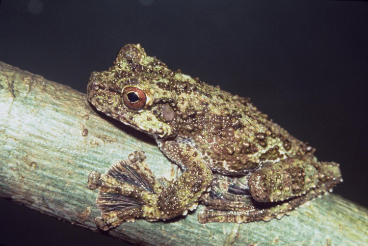 Có khả năng “lướt” giữa các cành cây. Nhờ các màng da và cấu trúc chân đặc biệt, chúng có thể nhảy xa và kiểm soát hướng rơi, gần giống như một dạng bay lượn thô sơ. Ảnh: symbiota.org.