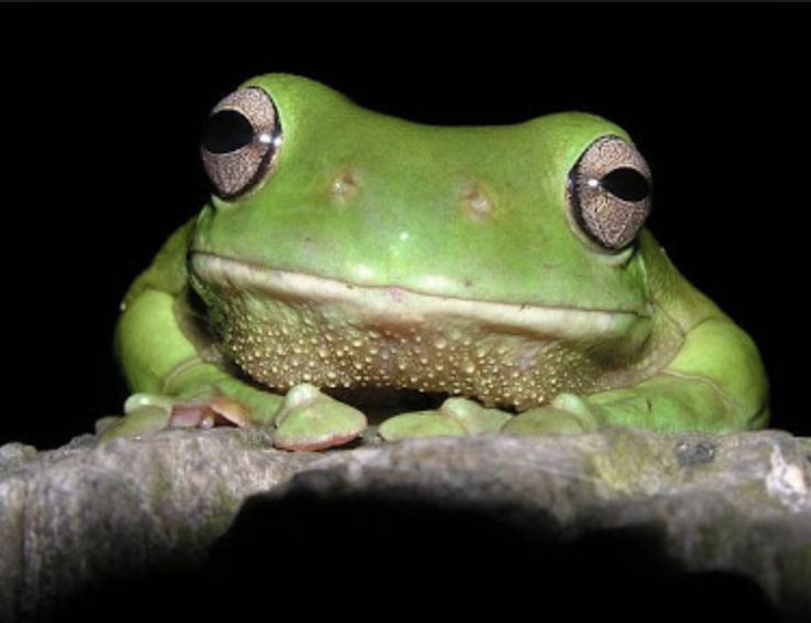 Tính cách hiền và dễ thích nghi. So với nhiều loài lưỡng cư khác, nhái xanh Australia khá điềm tĩnh, ít nhút nhát và có khả năng thích nghi tốt với môi trường gần con người, kể cả khu dân cư. Ảnh: Pinterest.