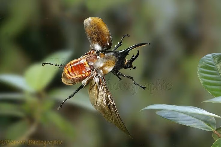 5. Rất phổ biến trong các trò chơi côn trùng ở Nhật Bản. Trẻ em Nhật thường nuôi bọ hung sừng chữ Y để làm thú cưng hoặc tham gia các cuộc thi “đấu vật” giữa các cá thể đực. Ảnh: Pinterest.