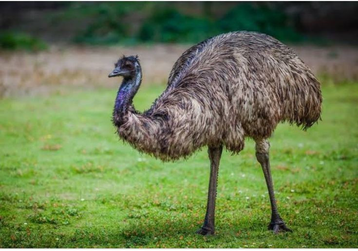 Không biết bay nhưng bơi giỏi. Đà điểu Emu có thể bơi qua sông hồ một cách dễ dàng. Ảnh: Pinterest.