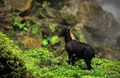 8. Đang bị đe dọa do mất môi trường sống. Nạn chặt phá rừng và săn bắn khiến số lượng sơn dương sụt giảm nhanh chóng, và chúng hiện đang được bảo vệ theo nhiều chương trình bảo tồn động vật hoang dã. Ảnh: Pinterest.