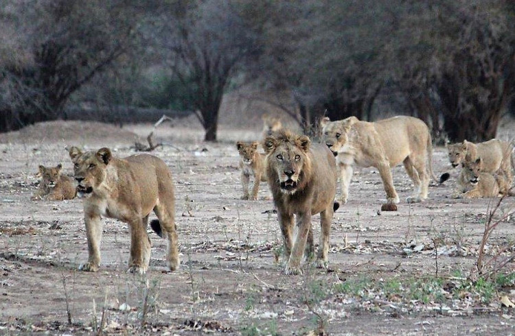 Nơi hội tụ của các loài thú săn mồi lớn. Sư tử, báo hoa mai, linh cẩu và chó hoang châu Phi cùng tồn tại trong một không gian mở, tạo nên chuỗi sinh thái săn mồi – con mồi sống động. Ảnh: masuwe-lodge.com.