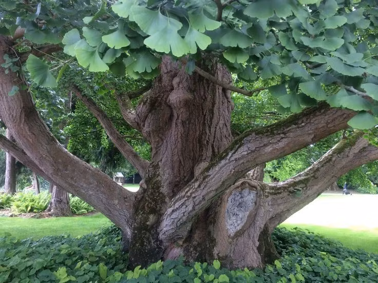 Được xem là “hóa thạch sống” của thế giới thực vật. Cây bạch quả thường được gọi là “hóa thạch sống” vì tổ tiên của nó đã xuất hiện từ hơn 200 triệu năm trước, trong thời đại khủng long. Điều đáng kinh ngạc là hình dạng lá và cấu trúc của cây hầu như không thay đổi so với các hóa thạch cổ được tìm thấy. Ảnh: Pinterest.