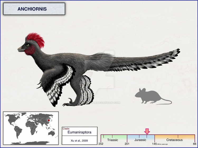 Anchiornis và mối liên hệ với chim. Anchiornis thậm chí còn nhỏ hơn, kích thước gần bằng quạ, sở hữu bộ lông phát triển, làm mờ ranh giới giữa khủng long và chim nguyên thủy. Ảnh: Pinterest.