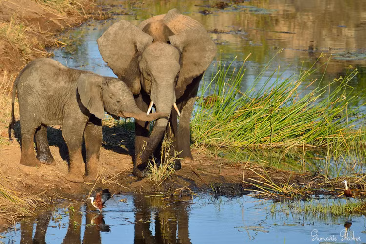 Bị săn trộm vì ngà. Ngà voi rừng châu Phi cứng và mịn hơn vòi voi đồng cỏ, khiến chúng trở thành mục tiêu chính của nạn săn trộm ngà lậu. Ảnh: Pinterest.