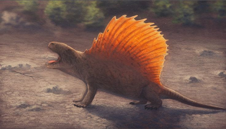 Kích thước ấn tượng. Một cá thể Dimetrodon trưởng thành có thể dài tới 3–4,5 mét. Ảnh: Pinterest.