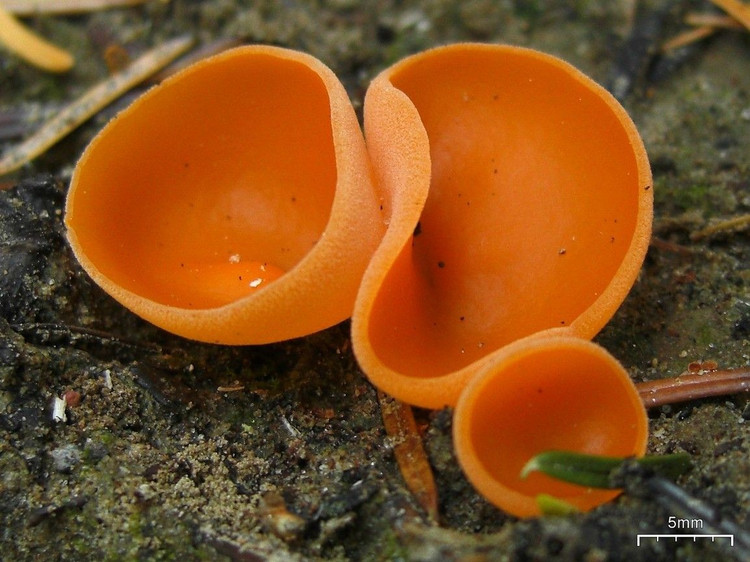 Thuộc nhóm nấm “chén” trong giới nấm. Loài này thuộc nhóm nấm chén (cup fungi), trong đó bào tử được tạo ra trên bề mặt bên trong của chiếc “bát”. Khi bào tử chín, gió hoặc sự rung động nhẹ cũng có thể giúp chúng phát tán ra môi trường xung quanh để tiếp tục vòng đời. Ảnh: Pinterest.