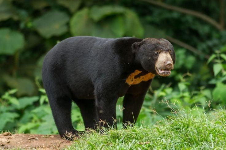 8. Loài đang bị đe dọa. Gấu chó bị đe dọa nghiêm trọng bởi nạn săn bắt, buôn bán trái phép và mất môi trường sống. Chúng hiện được xếp vào nhóm Sắp nguy cấptrong Sách đỏ IUCN. Ảnh: Pinterest.