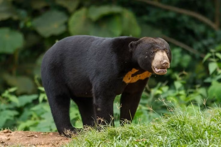8. Loài đang bị đe dọa. Gấu chó bị đe dọa nghiêm trọng bởi nạn săn bắt, buôn bán trái phép và mất môi trường sống. Chúng hiện được xếp vào nhóm Sắp nguy cấptrong Sách đỏ IUCN. Ảnh: Pinterest.