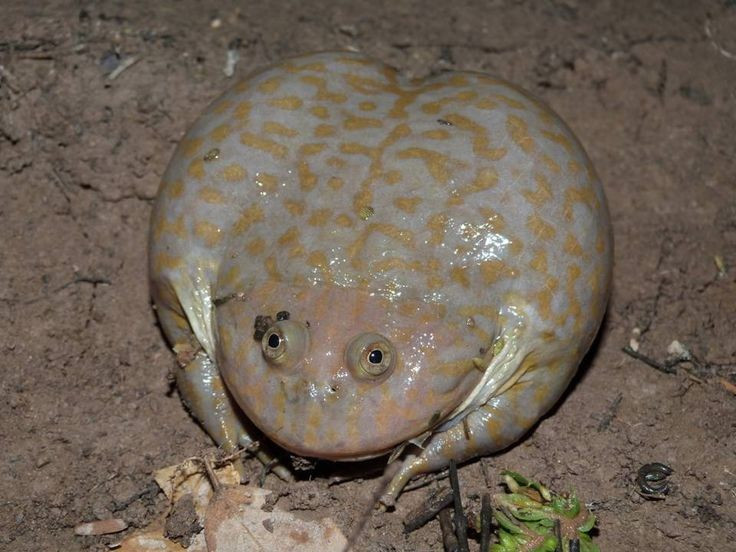 Hình dáng như bước ra từ phim quái vật. Ếch Budgett có thân hình bè, đầu cực lớn chiếm gần hết cơ thể, miệng rộng và đôi mắt lồi tạo cảm giác dữ dằn hiếm thấy ở loài ếch. Da của chúng thường có màu xanh ô-liu pha nâu, giúp ngụy trang hoàn hảo trong môi trường bùn lầy và ao cạn. Ảnh: Pinterest.