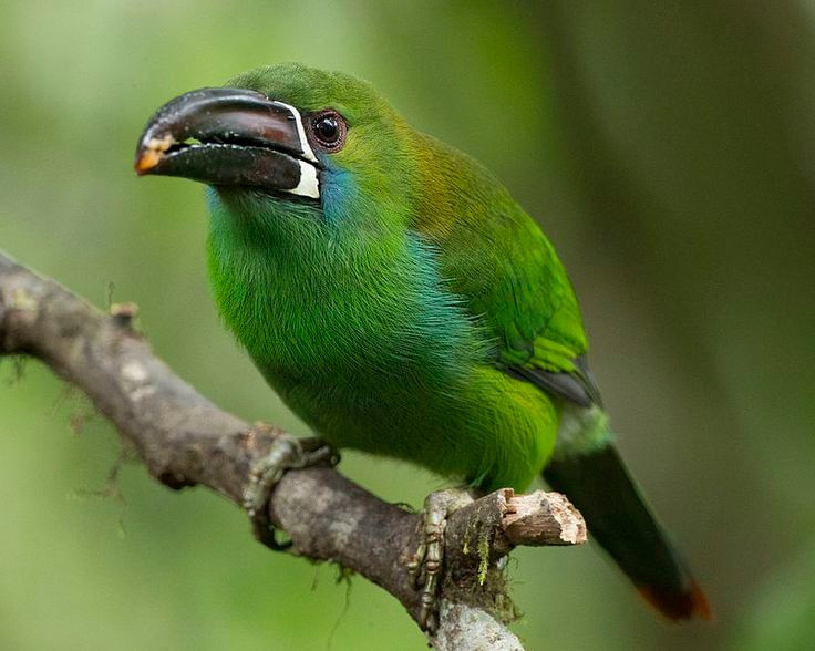 Tiếng kêu đặc trưng vang vọng tán rừng. Chim tu căng ngọc lục bảo phát ra âm thanh the thé, liên hồi, dùng để liên lạc trong đàn, đánh dấu lãnh thổ và cảnh báo nguy hiểm giữa môi trường rừng rậm. Ảnh: Pinterest.