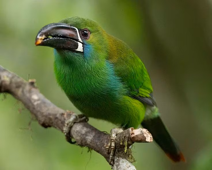 Tiếng kêu đặc trưng vang vọng tán rừng. Chim tu căng ngọc lục bảo phát ra âm thanh the thé, liên hồi, dùng để liên lạc trong đàn, đánh dấu lãnh thổ và cảnh báo nguy hiểm giữa môi trường rừng rậm. Ảnh: Pinterest.