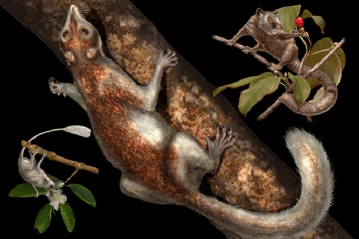 Sống vào thế Paleocene. Plesiadapis xuất hiện khoảng 58 đến 55 triệu năm trước, ngay sau khi khủng long tuyệt chủng, trong giai đoạn động vật có vú bắt đầu phát triển mạnh. Ảnh: researchgate.net.