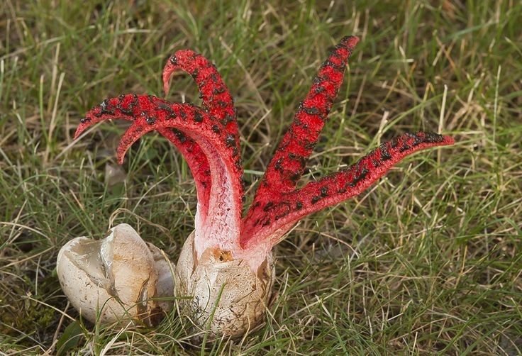 Phát triển cực nhanh. Chỉ trong vài giờ, nấm có thể từ một quả trứng nhỏ bung ra hình dạng “ngón tay quỷ” hoàn chỉnh. Ảnh: Pinterest.