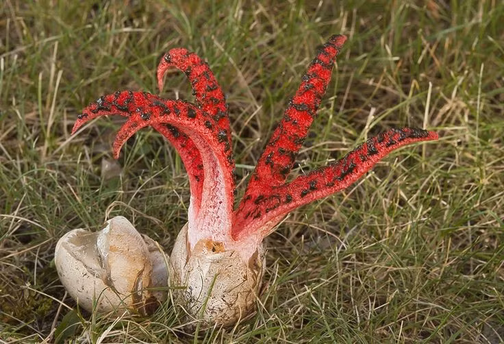 Phát triển cực nhanh. Chỉ trong vài giờ, nấm có thể từ một quả trứng nhỏ bung ra hình dạng “ngón tay quỷ” hoàn chỉnh. Ảnh: Pinterest.