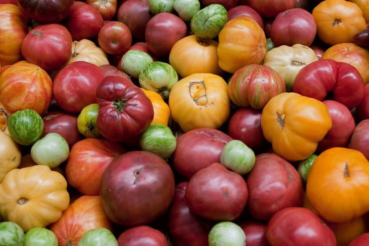 Đa dạng về hình dáng và màu sắc. Không chỉ có màu đỏ, cà chua còn xuất hiện với sắc vàng, cam, tím và thậm chí xanh đậm khi chín. Kích thước cũng dao động từ loại bi nhỏ bằng đầu ngón tay đến những quả to nặng hàng trăm gram. Ảnh: Pinterest.