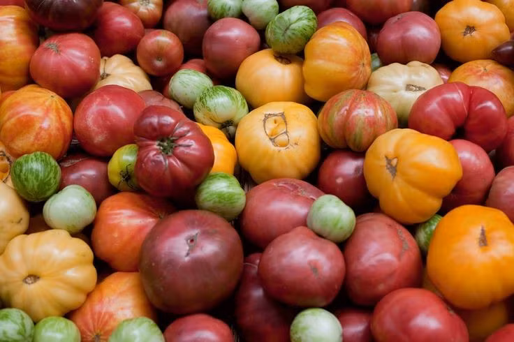 Đa dạng về hình dáng và màu sắc. Không chỉ có màu đỏ, cà chua còn xuất hiện với sắc vàng, cam, tím và thậm chí xanh đậm khi chín. Kích thước cũng dao động từ loại bi nhỏ bằng đầu ngón tay đến những quả to nặng hàng trăm gram. Ảnh: Pinterest.