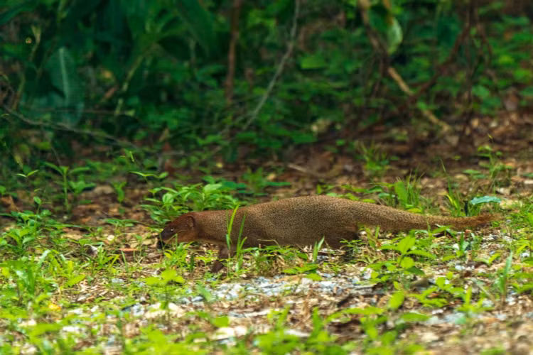 8. Đã được du nhập đến nhiều khu vực ngoài tự nhiên. Cầy lỏn từng được đưa vào các đảo như Hawaii để kiểm soát chuột, nhưng sau đó lại trở thành loài xâm lấn nguy hiểm. Ảnh: thainationalparks.com.